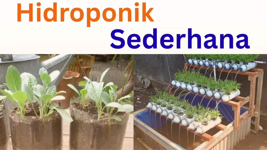 Hidroponik Sederhana - smpn6cirebon.sch.id
