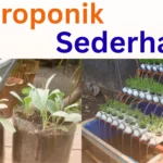 Rahasia Sukses Hidroponik Sederhana untuk Pemula!